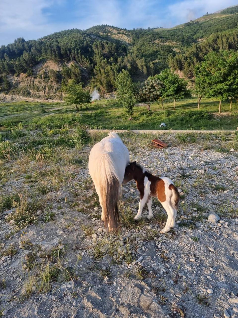 Вилла Sancho Farm Albania Memaliaj Экстерьер фото